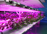 野菜生産事業の研究